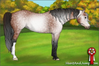 Horse Color:Gray Bay Appaloosa 