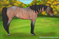 Horse Color:Bay Roan 