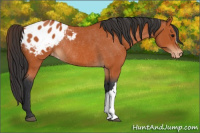 Horse Color:Bay Appaloosa Rabicano 