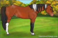 Horse Color:Bay Tobiano Varnish 