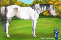 Horse Color:Gray Brown Tobiano 