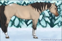 Horse Color:Bay Dun Tobiano 