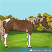 Horse Color:Chocolate Palomino Tobiano Rabicano