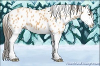 Horse Color:Buckskin Ice Splash Appaloosa 