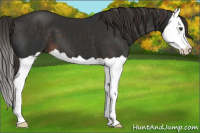 Horse Color:Liver Chestnut Splash 