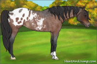 Horse Color:Brown Roan Appaloosa Rabicano 