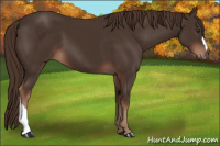 Horse Color:Liver Chestnut 