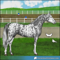 Horse Color:Black Tobiano  and Gray Black Tobiano 