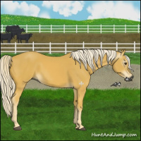 Horse Color:Gray Palomino 