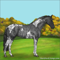 Horse Color:Black and Blue Roan Tobiano Rabicano
