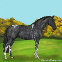 Horse Color:Blue Roan Tobiano and Black