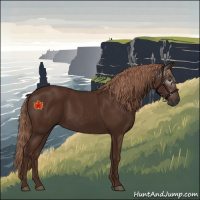 Horse Color:Gray Chestnut 
