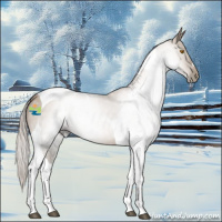 Horse Color:Gray Silver Grullo Pearl Tobiano