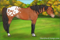 Horse Color:Bay Appaloosa 