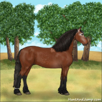 Horse Color:Gray Bay 