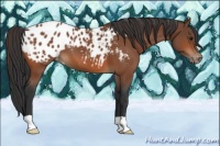 Horse Color:Bay Appaloosa 