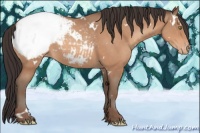 Horse Color:White Spotted Sable Champagne Appaloosa Rabicano 