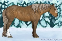 Horse Color:Chocolate Palomino 