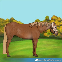 Horse Color:Gray Chestnut 