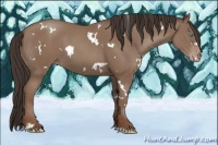 Horse Color:White Spotted Classic Champagne 