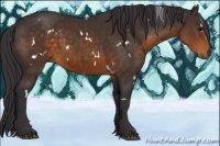 Horse Color:White Spotted Buckskin 
