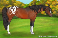 Horse Color:Bay Appaloosa 