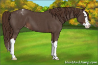 Horse Color:Liver Red Roan Splash Appaloosa 