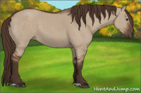 Horse Color:Liver Red Dun 