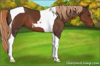 Horse Color:Liver Chestnut Tobiano 