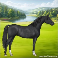 Horse Color:Black Rabicano