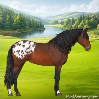 Horse Color:Bay Appaloosa 