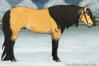Horse Color:Gray Buckskin 