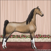 Horse Color:Buckskin Dun 