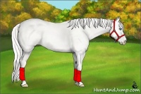 Horse Color:Cremello Dun 