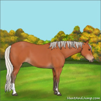 Horse Color:Silver Bay 