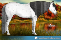 Horse Color:White Spotted Grullo Splash Rabicano 