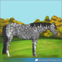 Horse Color:Black Ice 