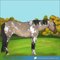 Horse Color:White Spotted Brown Dun 