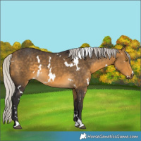 Horse Color:White Spotted Silver Buckskin 