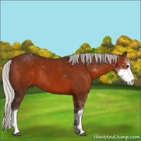 Horse Color:Silver Brown Sabino Rabicano 