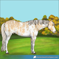 Horse Color:Silver Buckskin Dun Sabino 