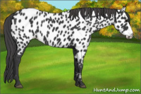 Horse Color:Blue Roan Appaloosa 
