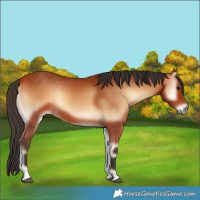 Horse Color:Bay Onyx 
