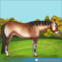 Horse Color:Bay Onyx 