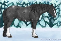 Horse Color:White Spotted Black Tobiano 
