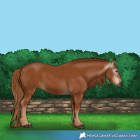 Horse Color:Gray Chestnut 