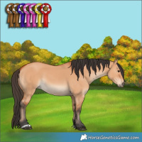 Horse Color:Bay Dun 