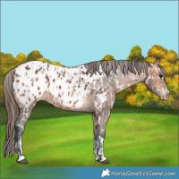 Horse Color:Bay Near Leopard  and Bay Blanket 