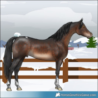 Horse Color:Brown Tobiano 