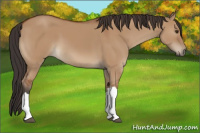 Horse Color:Bay Dun 